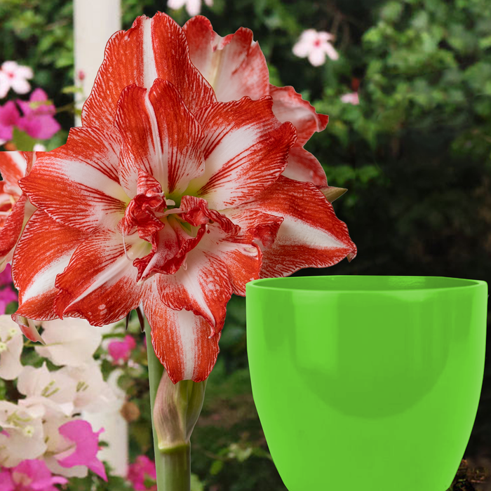 Potted amaryllis with Bulb Food