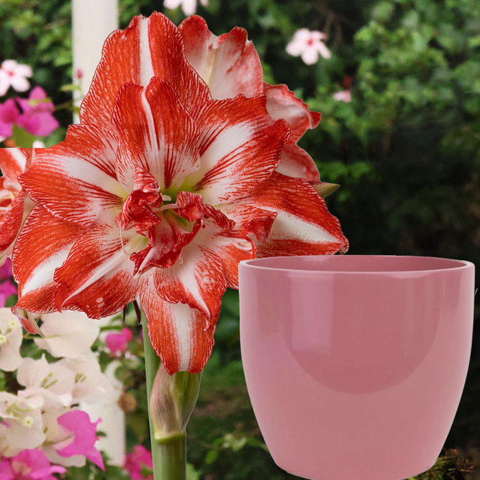 Potted amaryllis with Bulb Food
