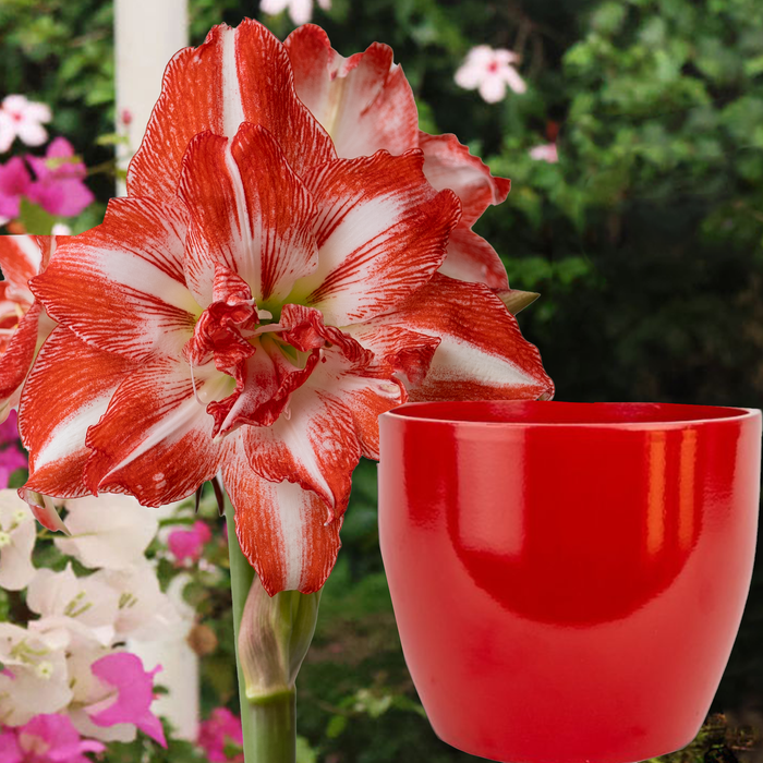 Potted amaryllis with Bulb Food
