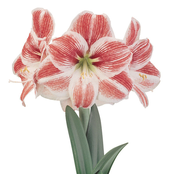 Amaryllis Symphony Single - Razzle Dazzle®- 1 bulb p-pack