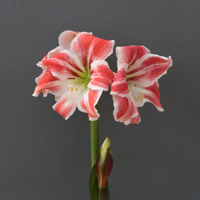 Amaryllis Symphony Single - Razzle Dazzle®- 1 bulb p-pack