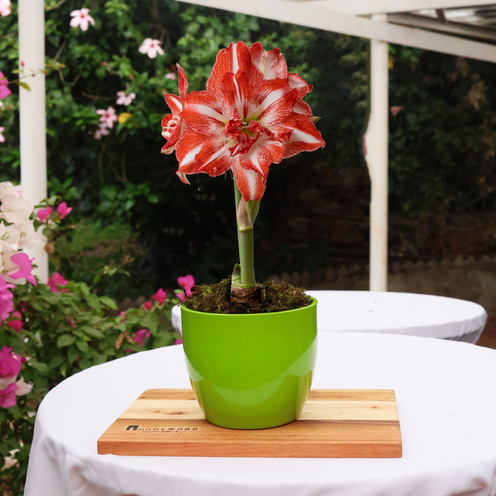 Potted amaryllis with Bulb Food