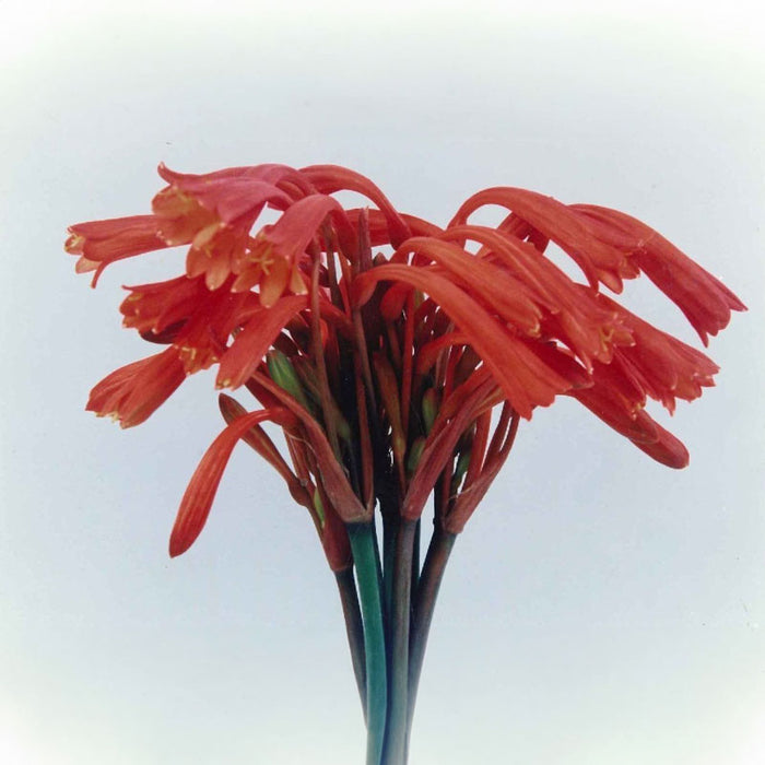 Cyrtanthus mackenii - Red Robin - Evergreen - 10 bulbs p-pack