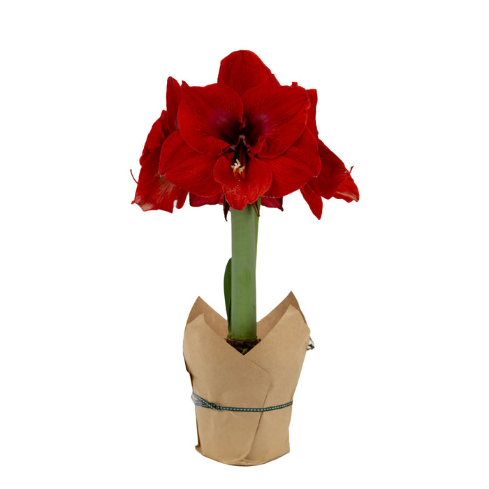 Potted amaryllis - Red