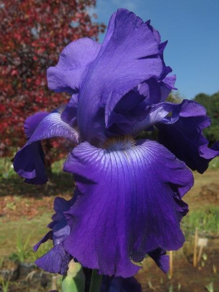 Bearded Iris - Rene - 2 plants p-pack