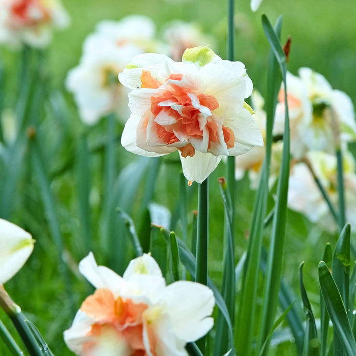 Narcissus (daffodil) - Replete (Double) - 5 bulbs p-pack