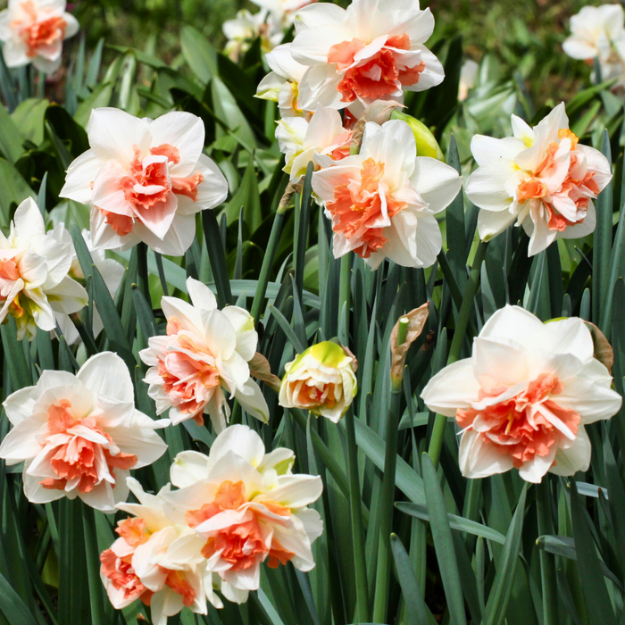 Narcissus (daffodil) - Replete (Double) - 5 bulbs p-pack
