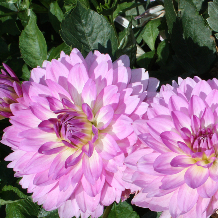 Dahlia Terrace - Rumba - 2 bulbs p-pack