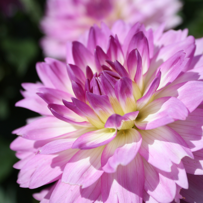Dahlia Terrace - Rumba - 2 bulbs p-pack
