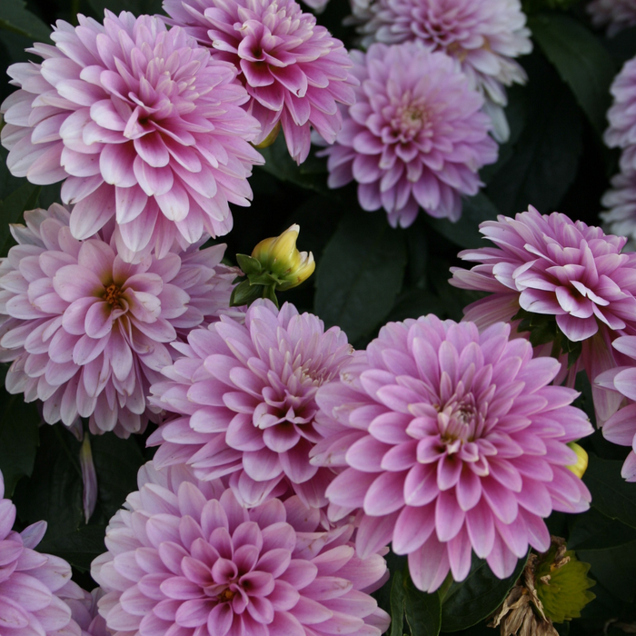 Dahlia Terrace - Rumba - 2 bulbs p-pack