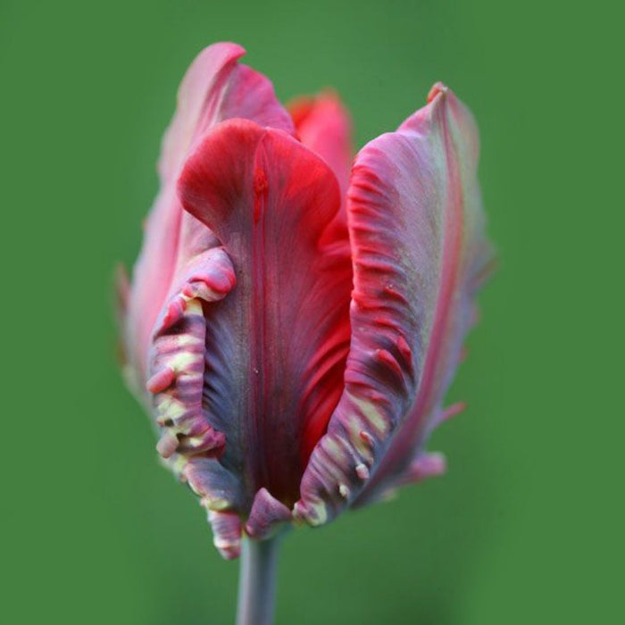 Cold-Treated Tulips - Rococo - Parrot - 10 bulbs p-pack
