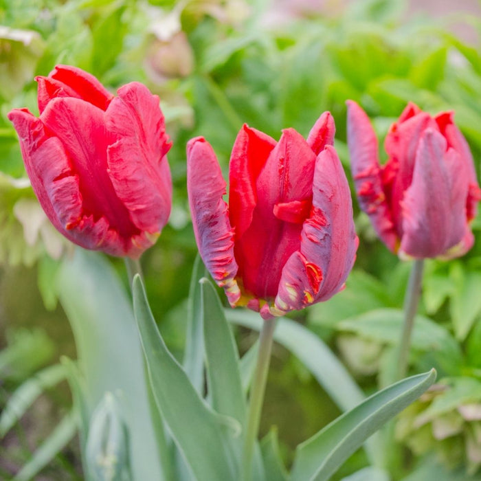 Cold-Treated Tulips - Rococo - Parrot - 10 bulbs p-pack