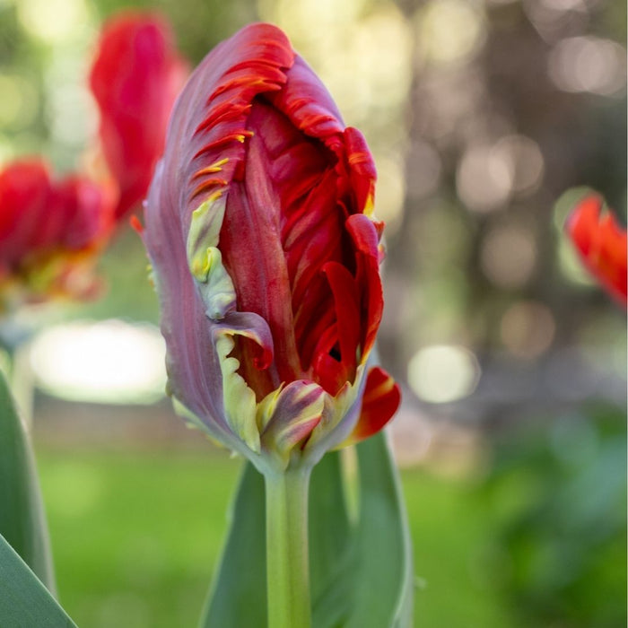 Cold-Treated Tulips - Rococo - Parrot - 10 bulbs p-pack