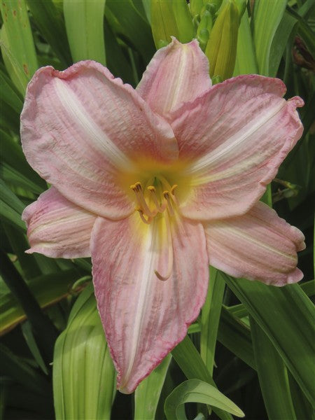 Hemerocallis (daylily) - Rose Mist - 2 plants p-pack
