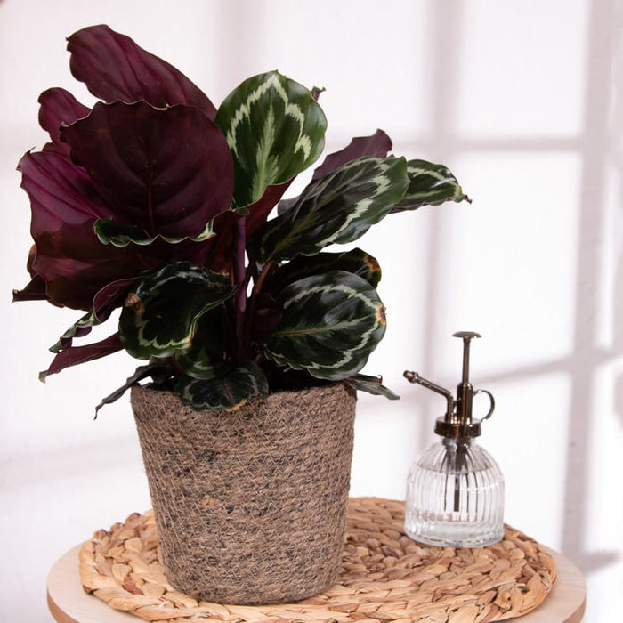 Calathea 'Roseopicta' - 14cm