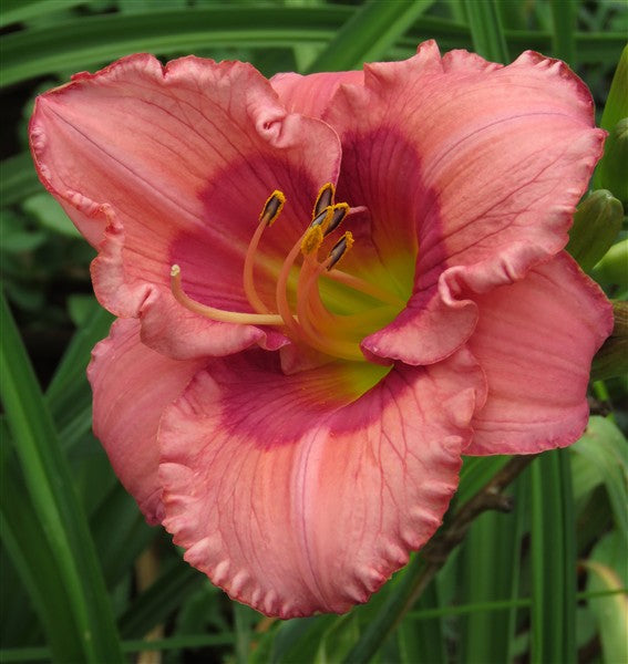 Hemerocallis (daylily) - Rosy Ripple - 1 plant p-pack