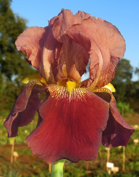 Bearded Iris - Russet Mantle - 3 plants p-pack