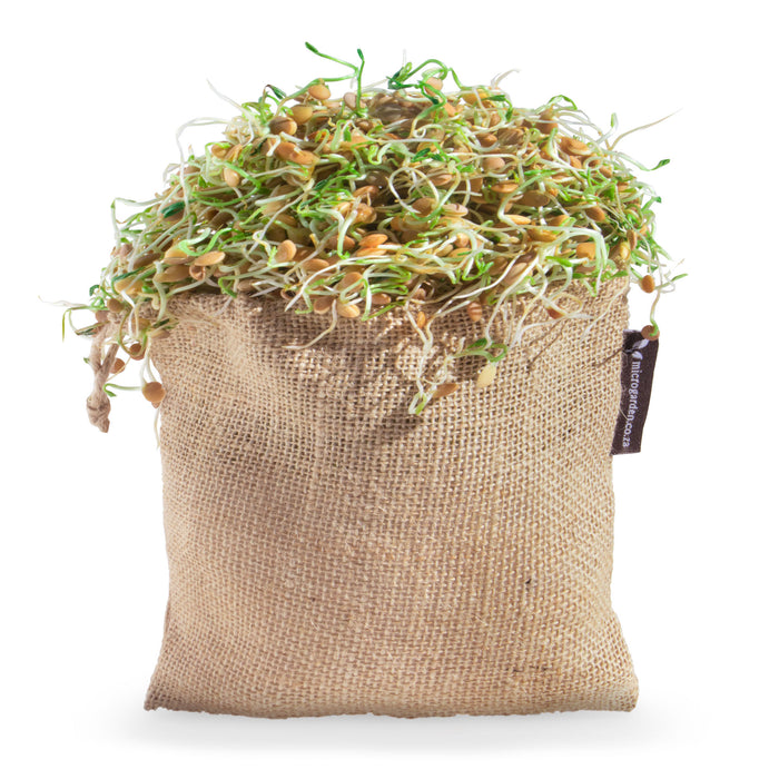 Microgreens Hessian Sprouting bag & x4 50g Lentil Seeds