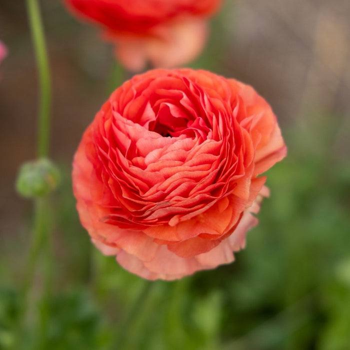 Ranunculus - Salmon - 25 bulbs p-pack