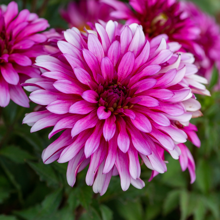Dahlia Terrace - Salsa - 2 bulbs p-pack