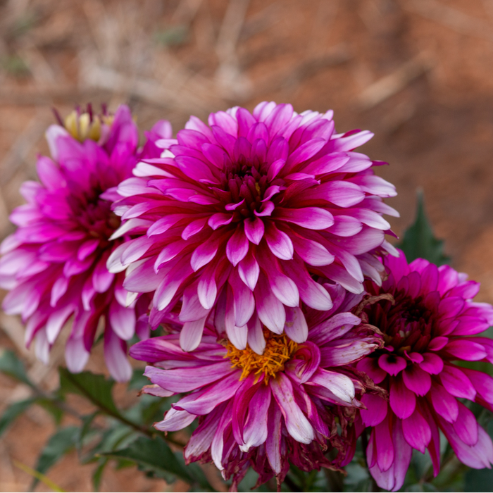 Dahlia Terrace - Salsa - 2 bulbs p-pack