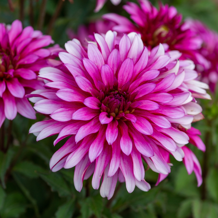 Dahlia Terrace - Salsa - 2 bulbs p-pack