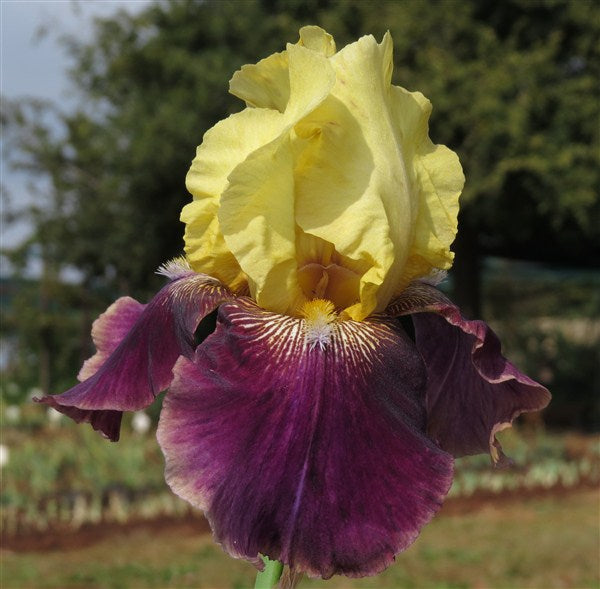 Bearded Iris - Sangoma's Luck - 3 plants p-pack