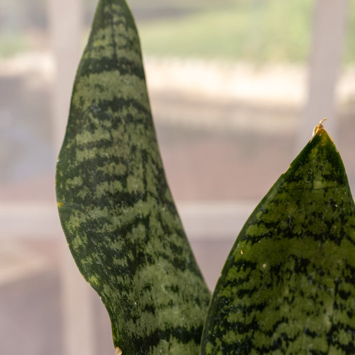 Sansevieria robusta (snake plant) - 15cm pot