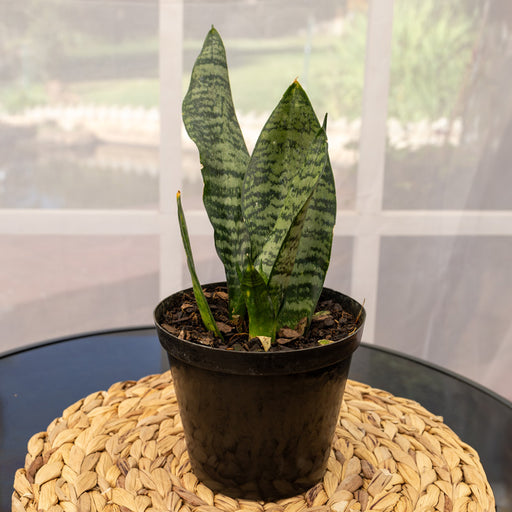 sansevieria south africa Sansevieria robusta (snake plant)