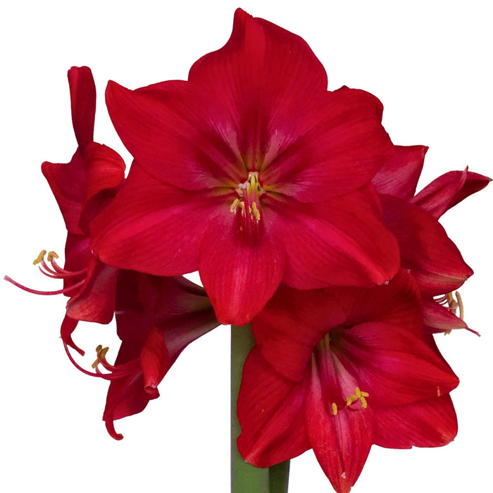 Hippeastrum (amaryllis) Symphony Single - Sapphire - Red - 1 bulb p-pack