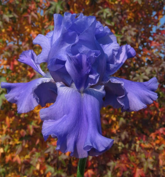 Bearded Iris - Scented Bubbles - 2 plants p-pack