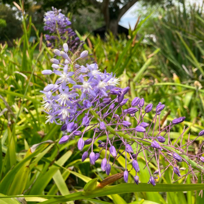 Scilla natalensis (Merwilla plumbea)  - 3 bulbs p-pack