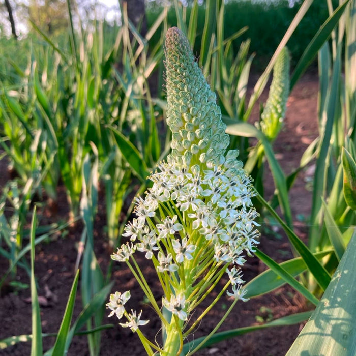 Scilla nervosa (Schizocarpus nervosa) - 5 bulbs p-pack