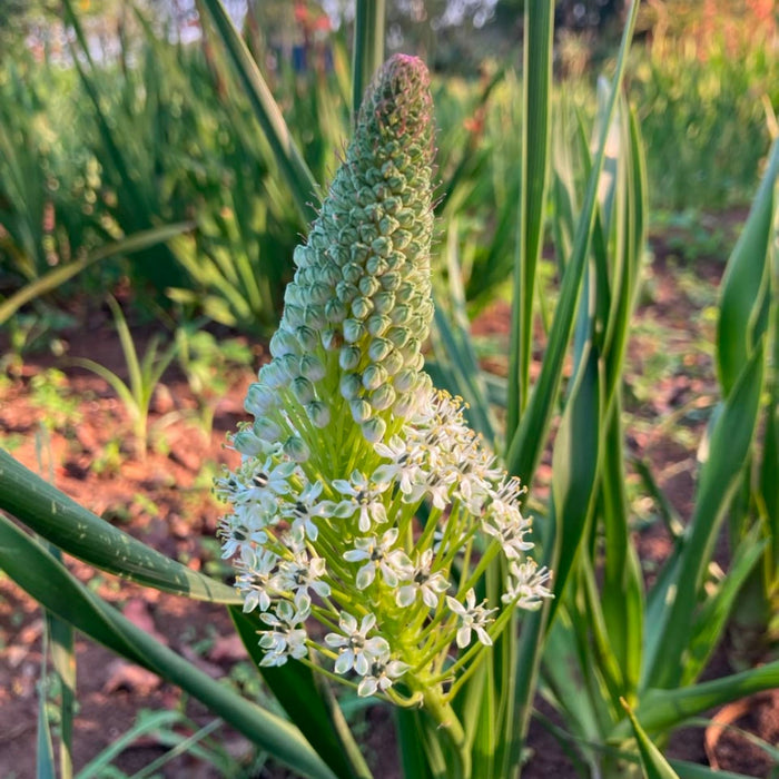 Scilla nervosa (Schizocarpus nervosa) - 5 bulbs p-pack
