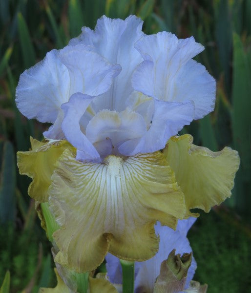 Bearded Iris - Silicon Prairie - 1 plant p-pack