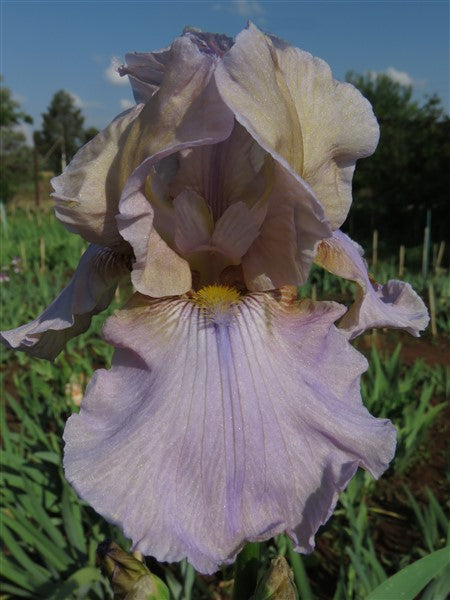 Bearded Iris - Silver Plumes - 2 plants p-pack