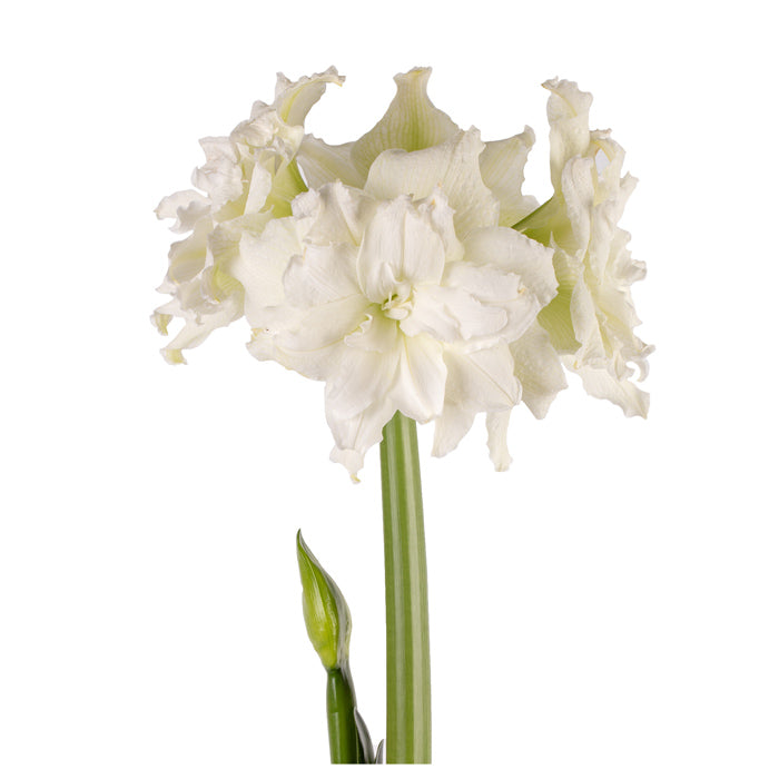 Amaryllis Symphony Double - Snow White®- 1 bulbs p-pack