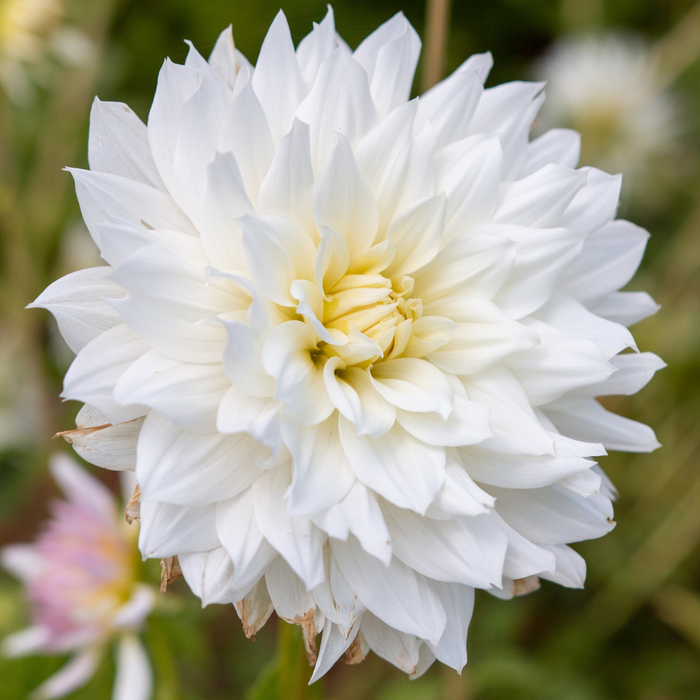 Dahlia Decorative - Snow Country - 1 bulb p-pack