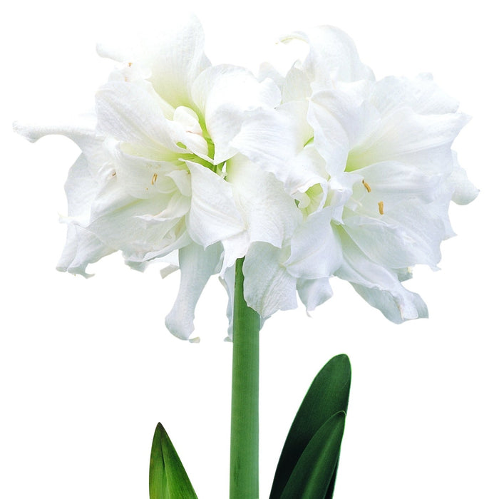 Amaryllis Symphony Double - Snow White®- 1 bulbs p-pack