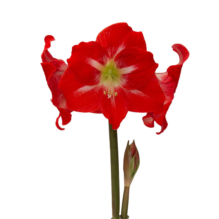 Amaryllis Sonata Single - Solitaire™- 2 bulbs p-pack