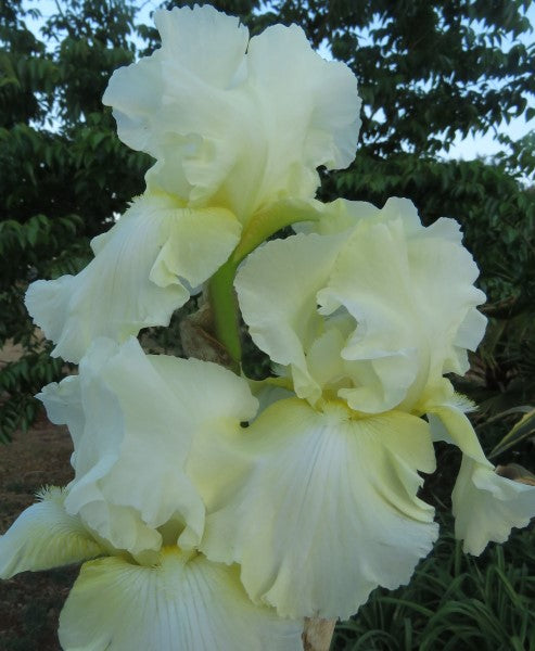 Bearded Iris - Southern Comfort - 3 plants p-pack