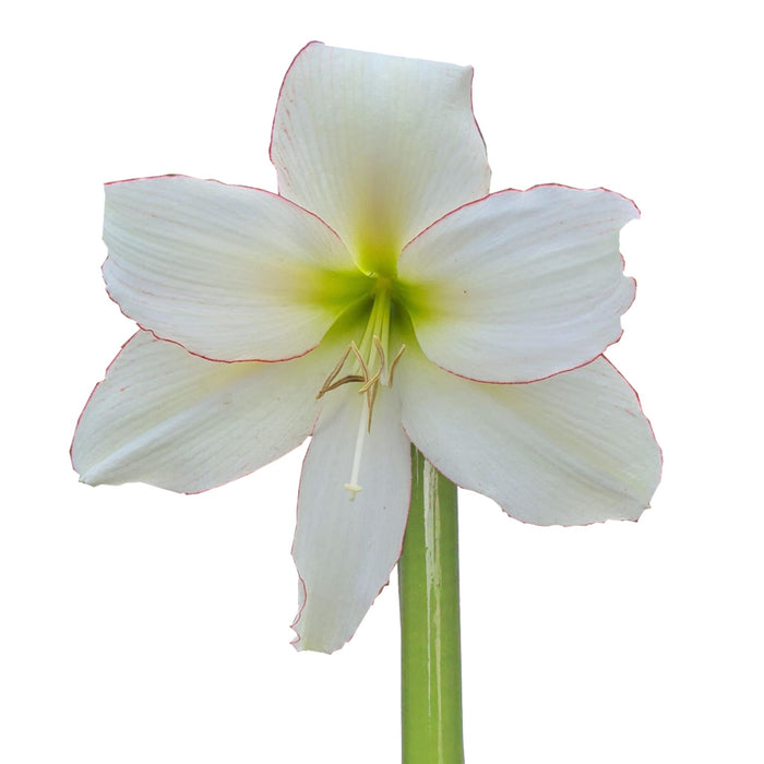Hippeastrum (amaryllis) Sonatini - Spellbound - White/Green - 3 bulb p-pack