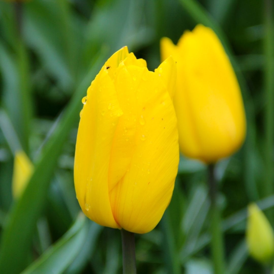 Pre-order Tulips for July