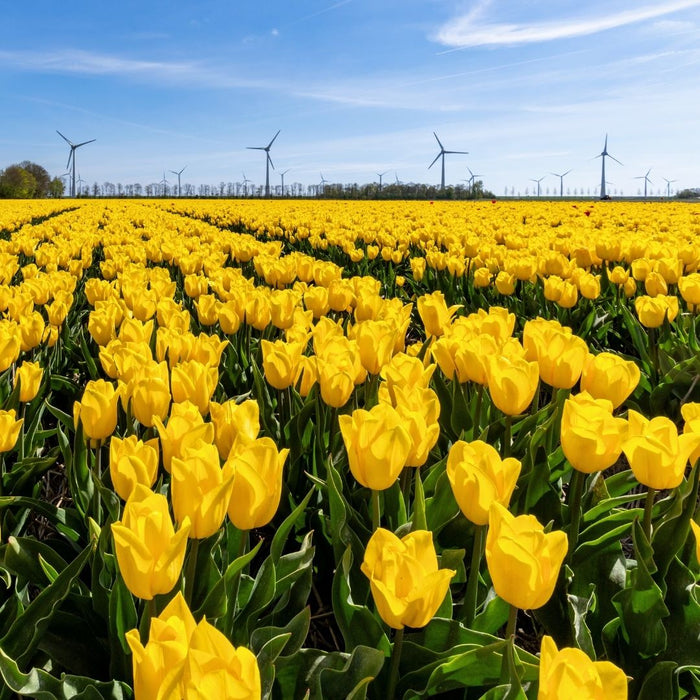 Cold-Treated Tulips - Strong Gold  - 10 bulbs p-pack