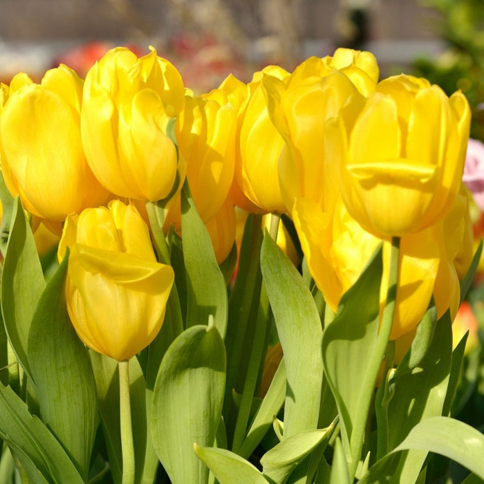 Cold-Treated Tulips - Strong Gold  - 10 bulbs p-pack