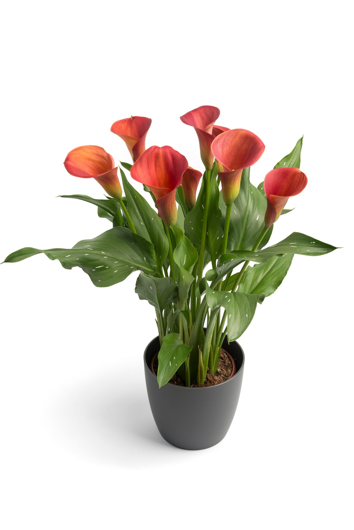 Zantedeschia (calla lily) - Sunset Passion - 1 bulbs p-pack — Hadeco.co.za