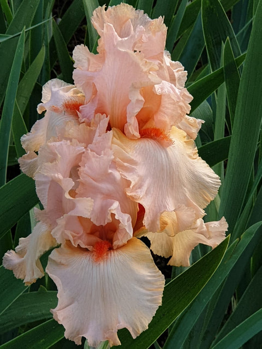 Bearded Iris - Sunset Sonata - 1 Plant Per Pack