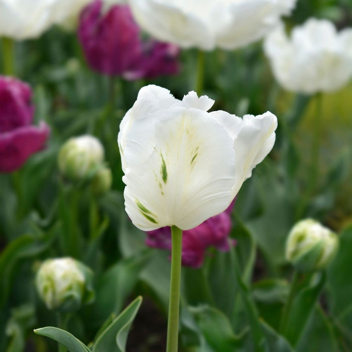 Cold-Treated Tulips - Super Parrot - 10 bulbs p-pack