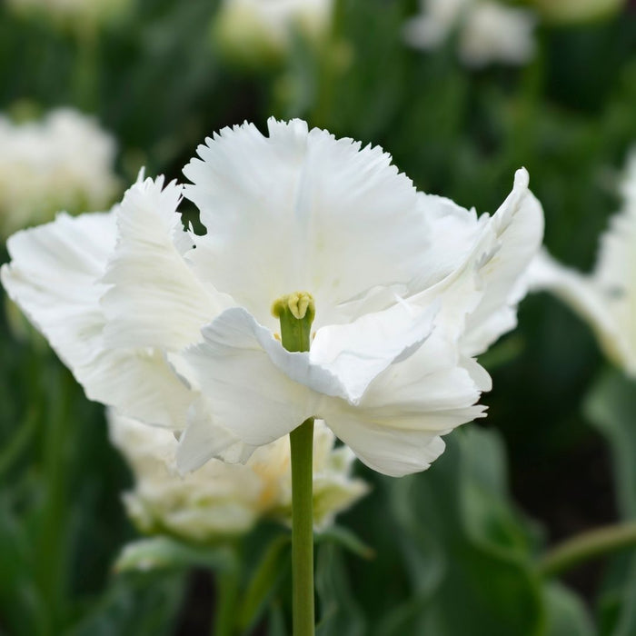 Cold-Treated Tulips - Super Parrot - 10 bulbs p-pack