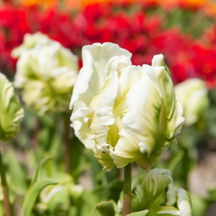 Cold-Treated Tulips - Super Parrot - 10 bulbs p-pack